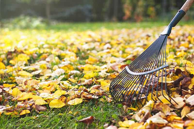 Leaf Rake