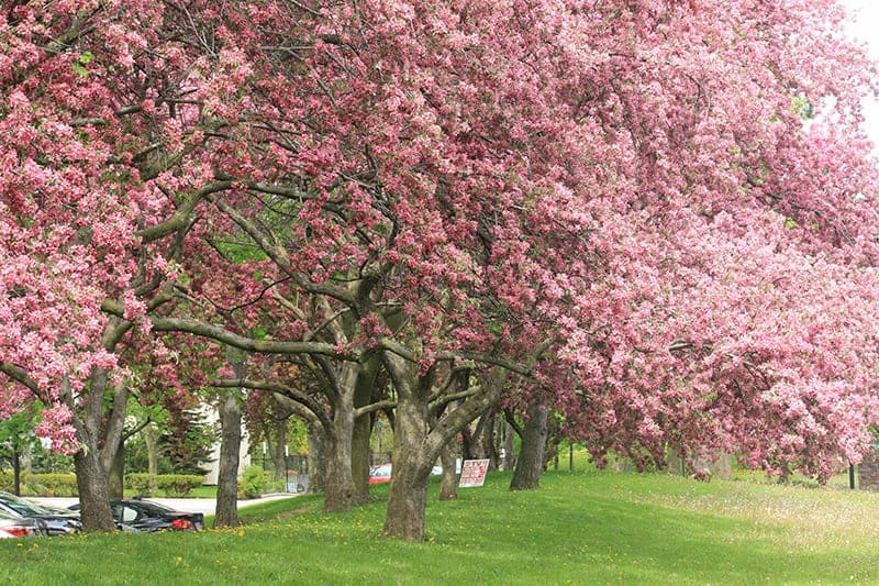 Ace of Hearts (Cercis canadensis)