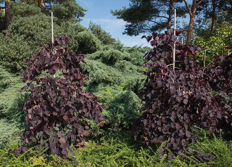 Ruby Falls (Cercis canadensis)