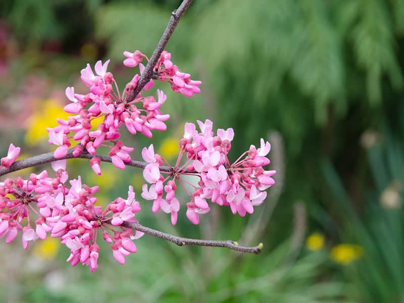 Pink Pom Poms Eastern Redbud Tree, Cercis candadensis 'Pink Pom Poms