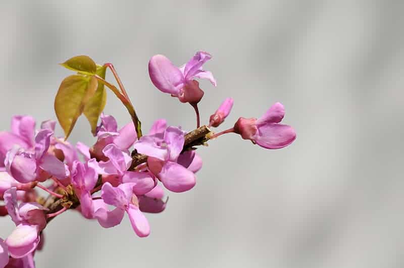 Chinese Redbud (Cercis chinensis)