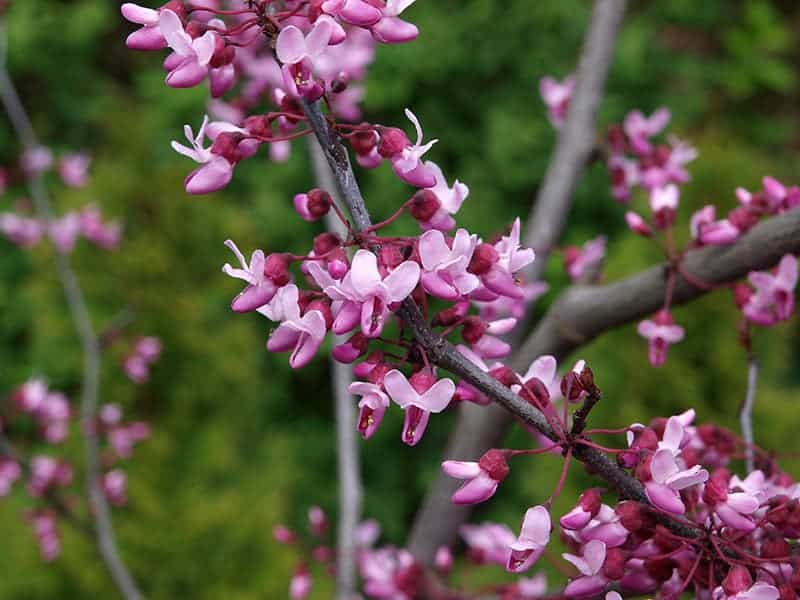 Forest Pansy (Cercis canadensis)