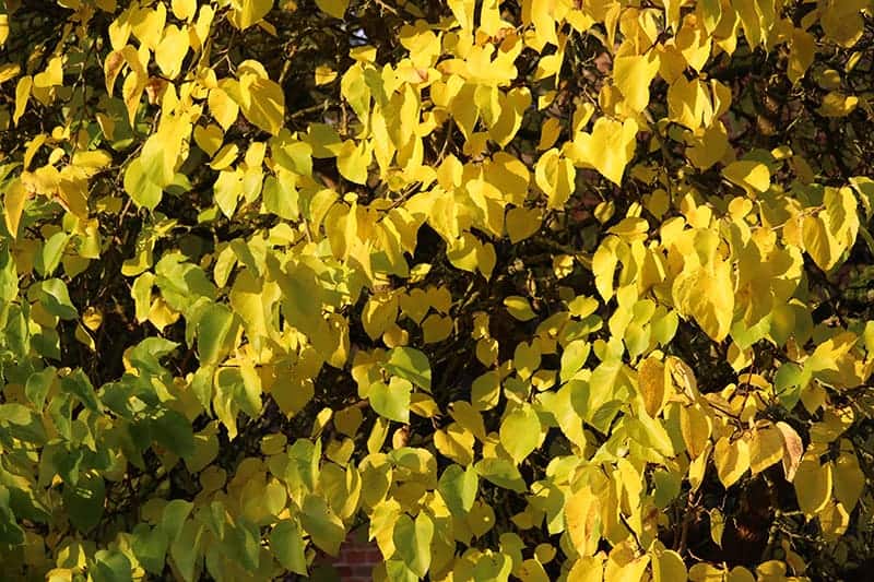 Hearts of Gold (Cercis canadensis)