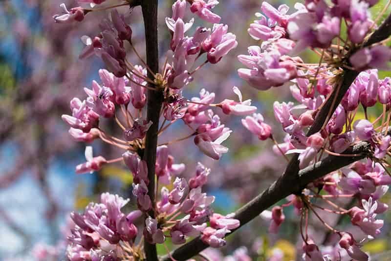 Judas Tree (Cercis siliquastrum)