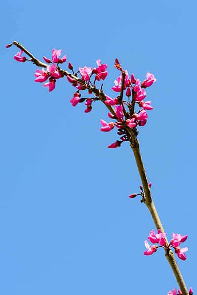 Merlot (Cercis canadensis)