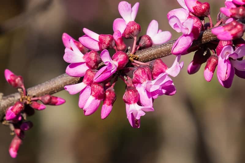 Western Redbud (Cercis occidentalis)