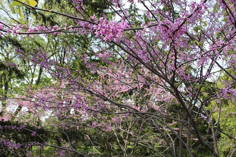 Eastern Redbud (Cercis canadensis)