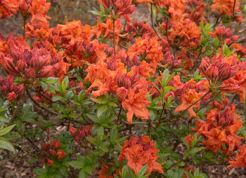 Rhododendron Gibraltar
