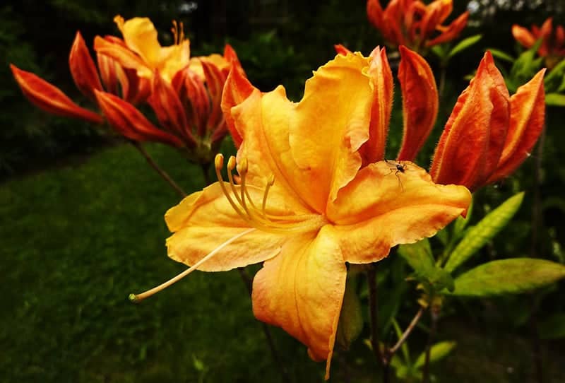 Rhododendron Golden Lights