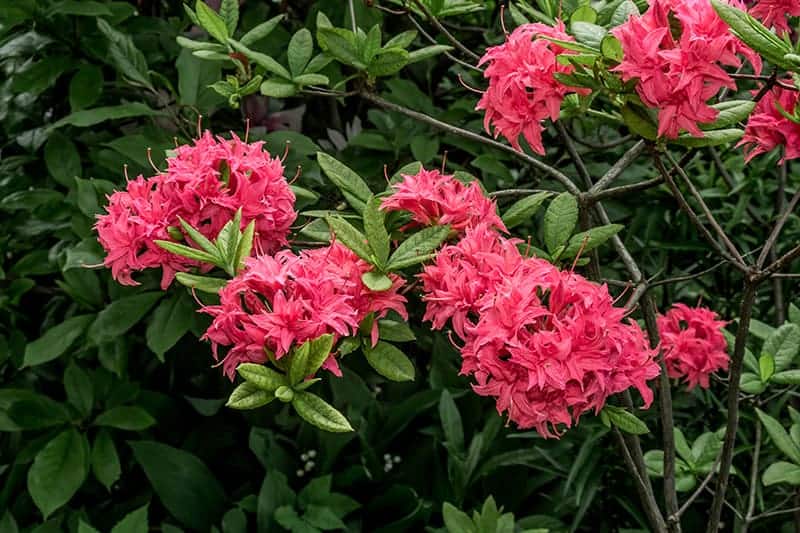 Rhododendron Homebush