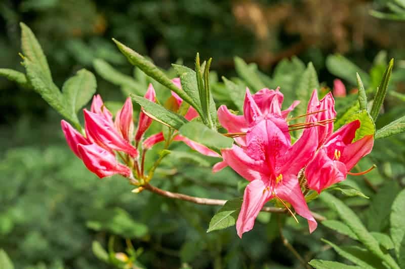 Rhododendron Rosy Lights