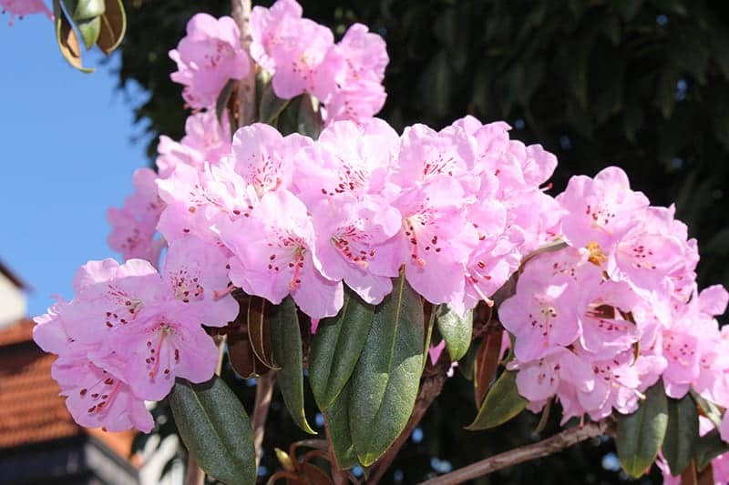 Rhododendron rubiginosum