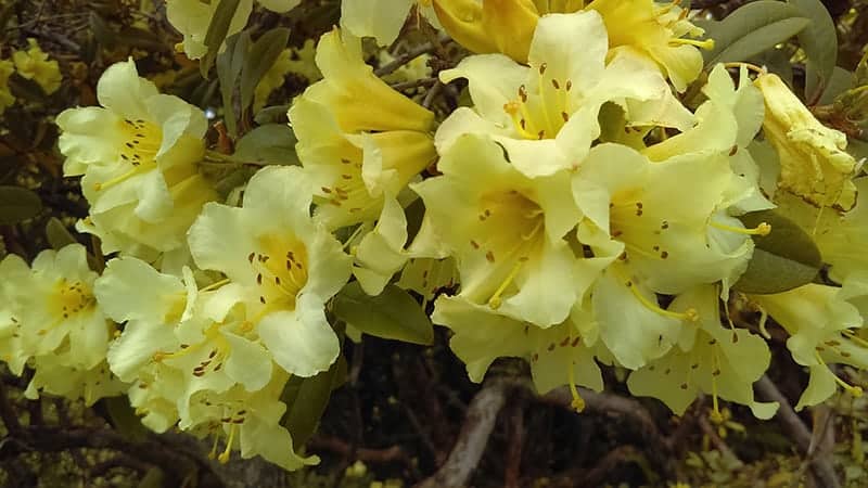 Rhododendron Saffron Queen