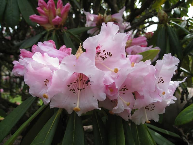 Rhododendron calophytum