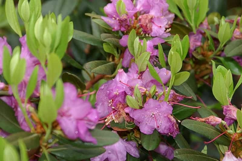 Rhododendron PJM Elite