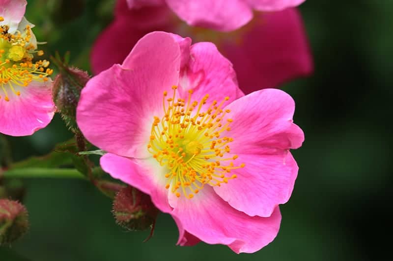 Rosa 'American Pillar'