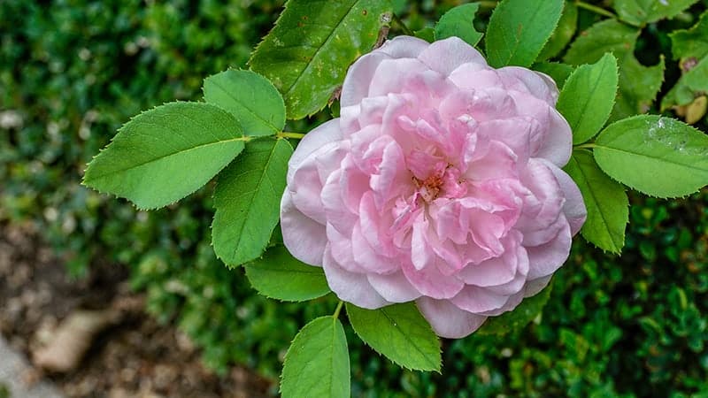 Rosa 'Baroness Rothschild'