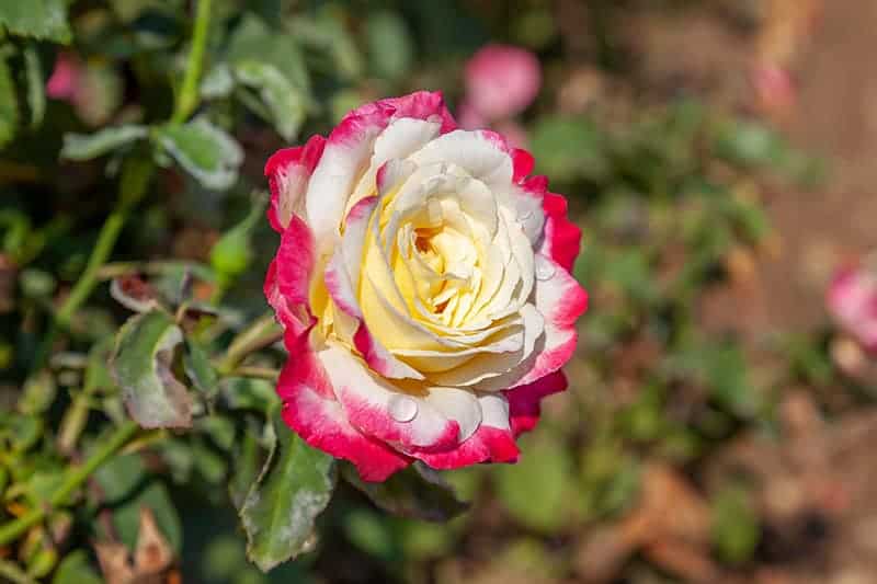 Rosa 'Double Delight'