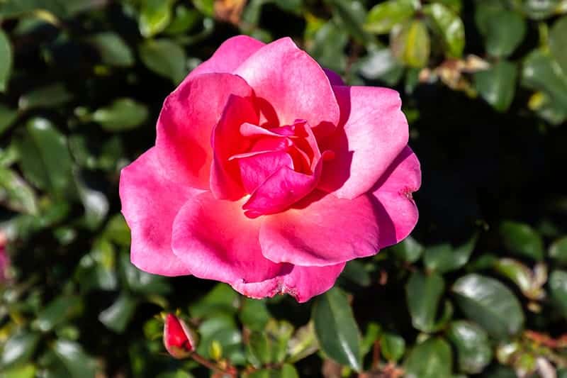 Rosa 'Double Knock Out'