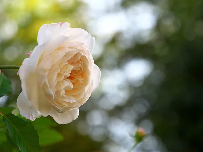 Rosa 'Gruss an Aachen'