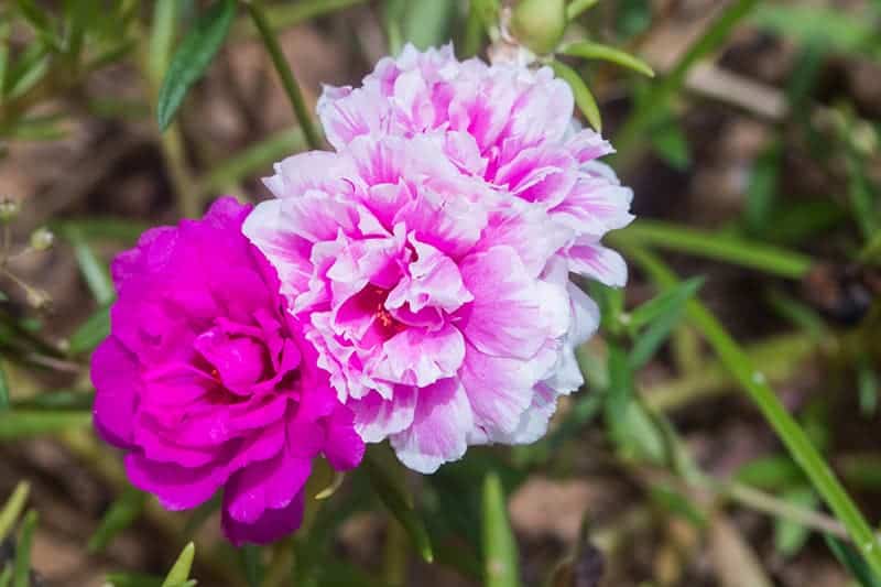 Portulaca Grandiflora