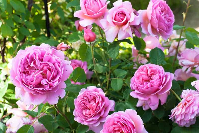 Rosa 'Princess Alexandra of Kent'