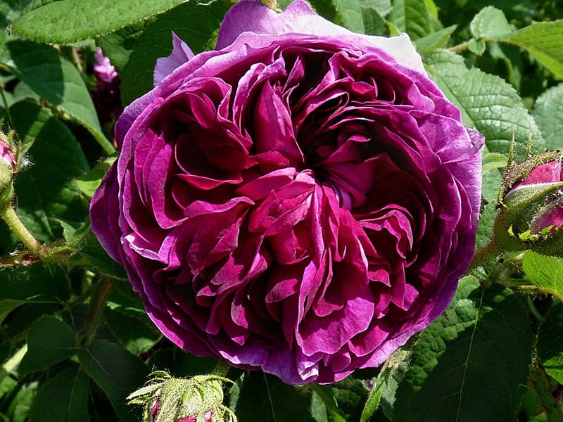 Rosa 'Charles de Mills'