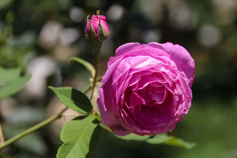 Rosa 'Comte de Chambord'