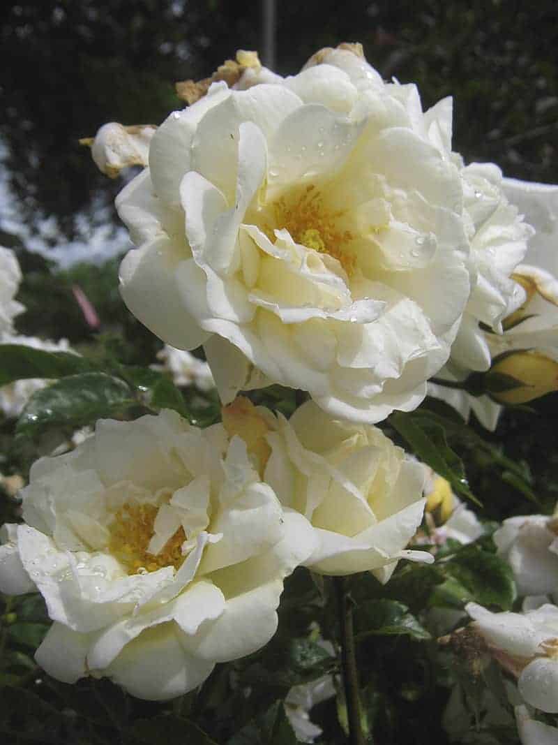 Rosa 'Milkmaid'