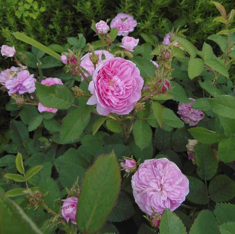 Rosa 'Petite de Hollande'