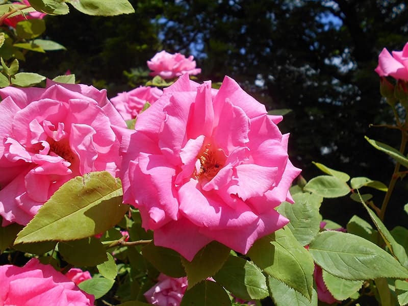 Rosa 'Zephirine Drouhin'