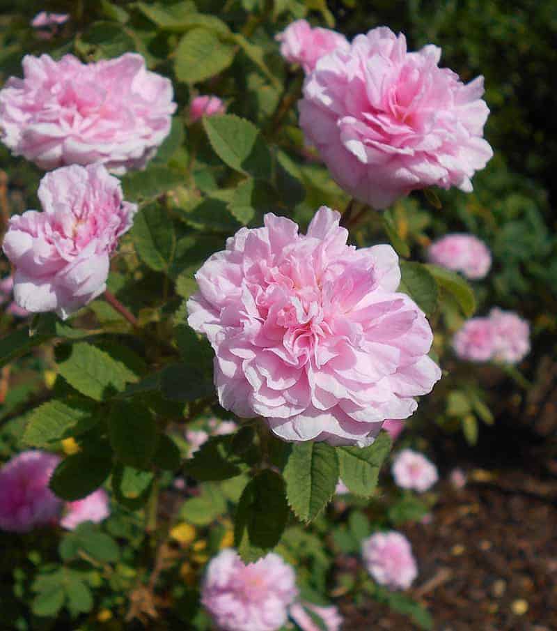 Rosa 'Rose de Meaux'