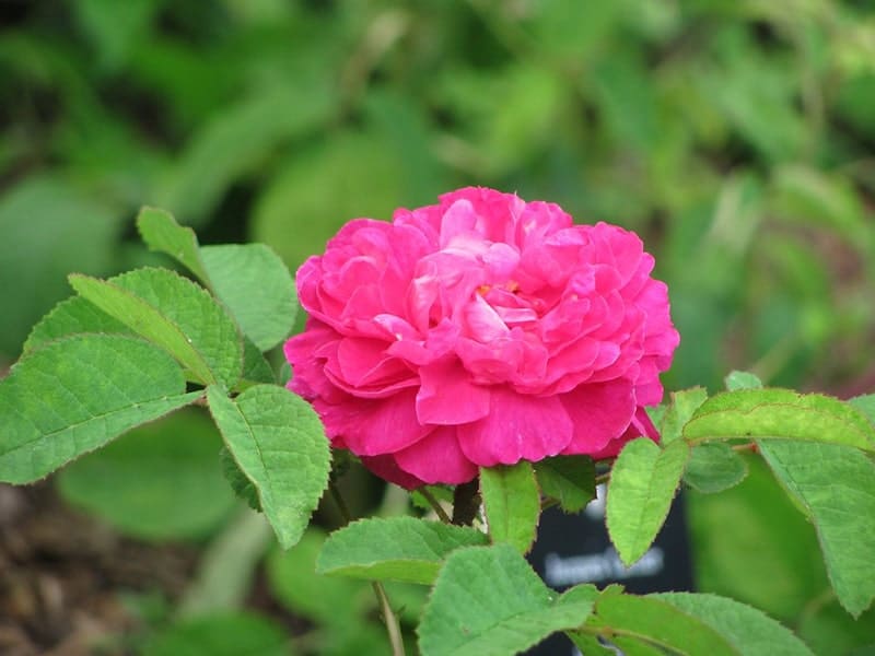 Rosa 'Rose du Roi'