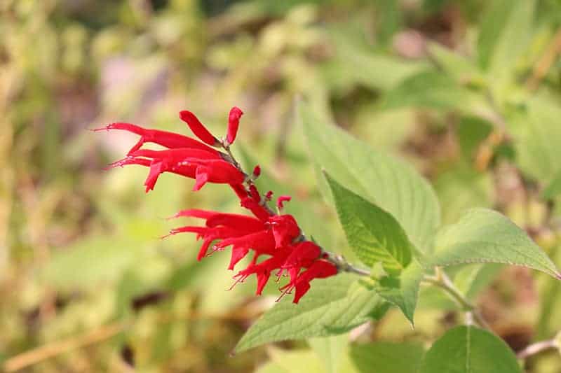 Pineapple Sage