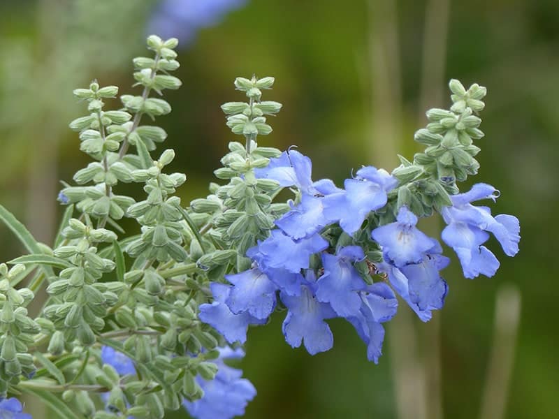 Pitcher Sage