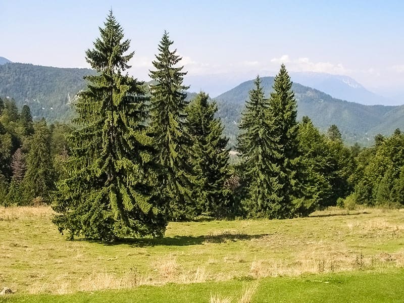 Spruce Trees For Sale Buying Growing Guide Trees Com Spruce Trees For Sale Buying Growing Guide Trees Com