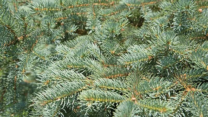 Serbian Spruce