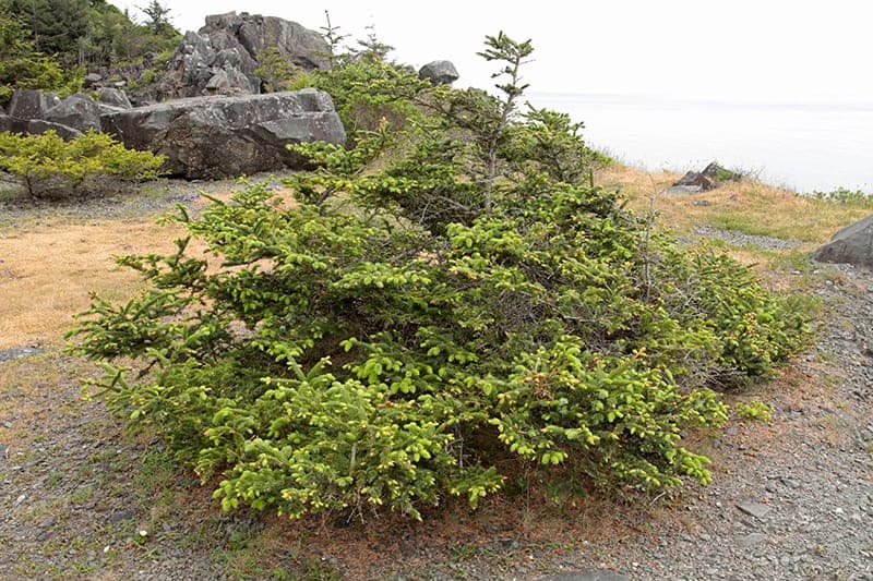 Sitka Spruce