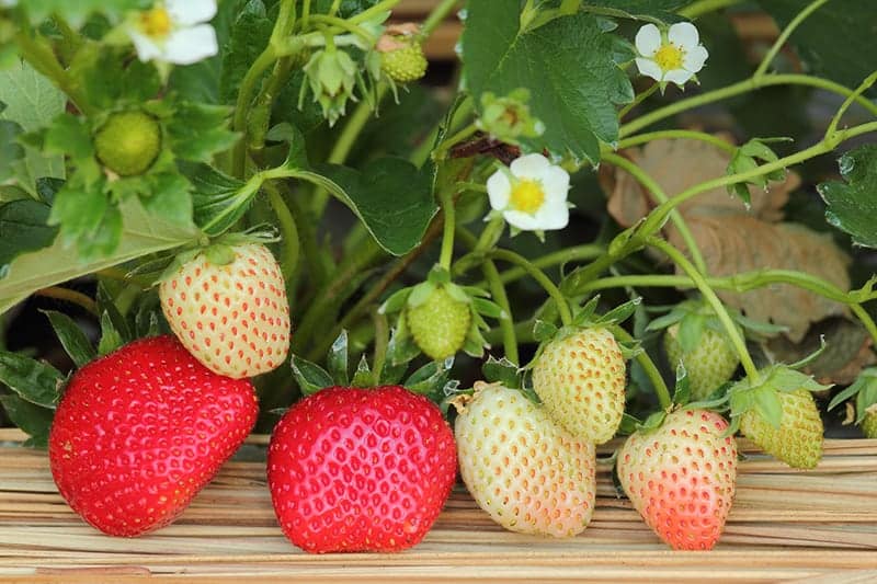 Beach Strawberry