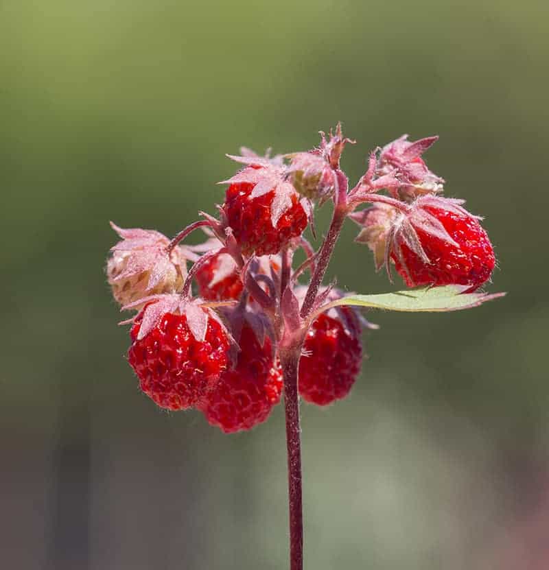 Scarlet Strawberry
