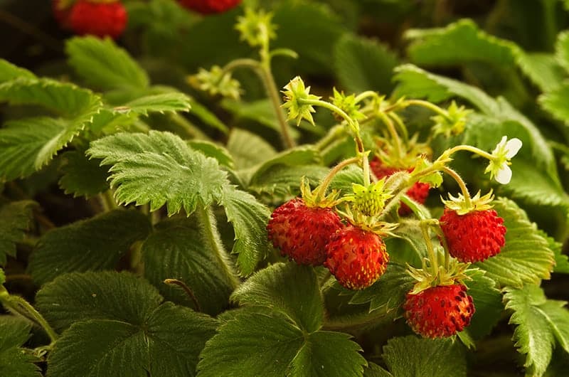 Wild Strawberry