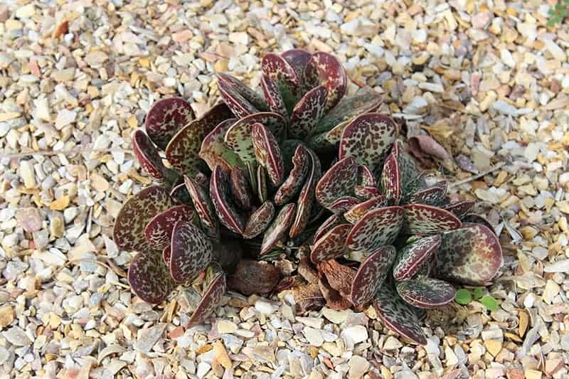 Adromischus Maculatus ‘Calico Hearts’