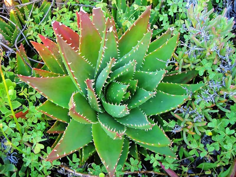 Aloe Brevifolia ‘Short-Leaved Aloe’