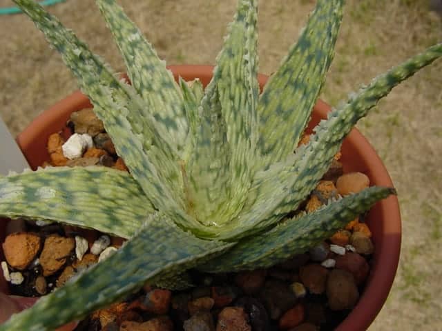 Aloe Black Doran ‘Doran Black’'