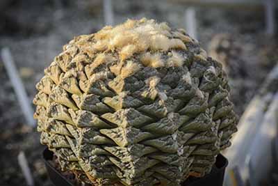 Ariocarpus Iloydii