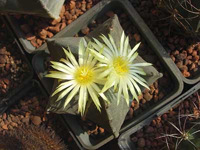 Astophytum myriostigma