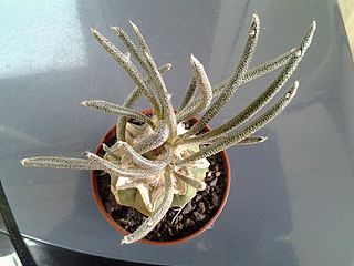 Astrophytum_caput-medusae