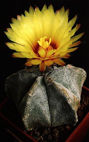 Astrophytum coahuilense