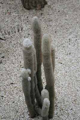 Austrocephalocereus dybowskii
