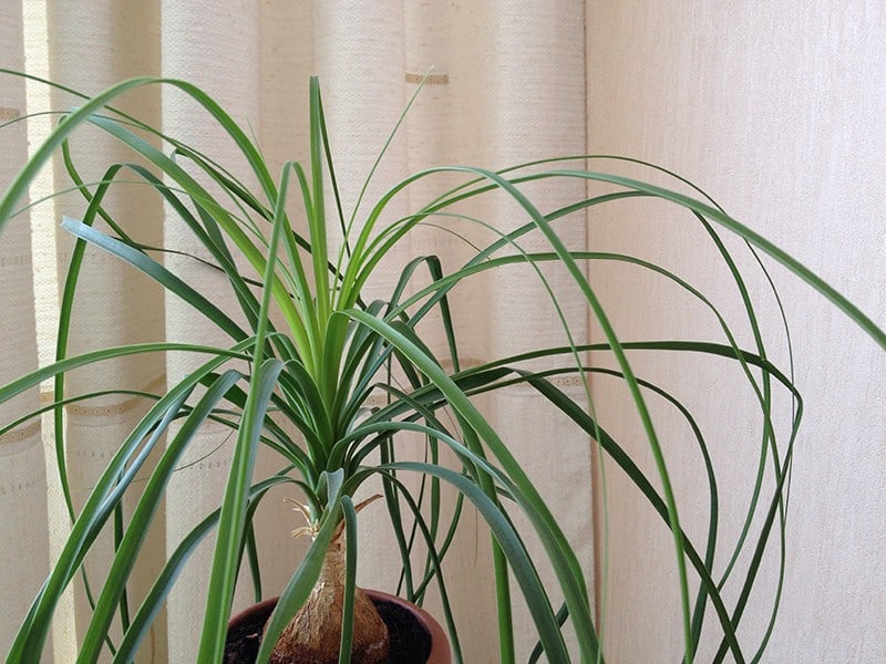 Beaucarnea Recurvata ‘Ponytail Palm’